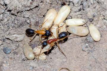 Black-headed Sugar Ants Camponotus nigriceps with Pupae