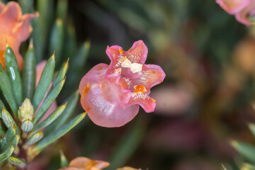 Brush heath flower showing tubular pink petals