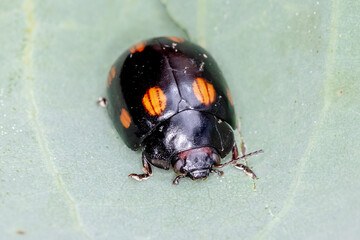 Spotted beetle detail showing patterned wing covers