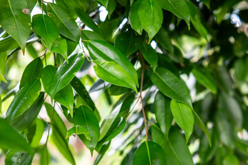 Natural background of fresh green leaves