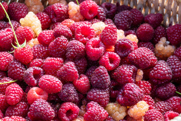Freshly picked raspberries in a wicker basket outdoors on natural background. Summer harvest of ripe red and golden raspberries collected in the garden. Concept of organic food, healthy eating, farmin