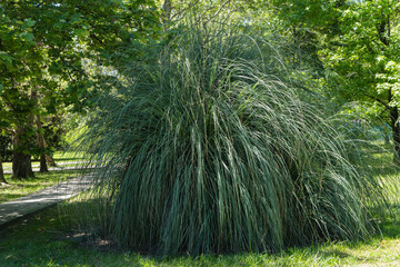 Lush, large ornamental grass plant Cortaderia selloana or  pampas grass  is growing in park...