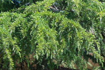Dense cluster of vibrant green coniferous branches Himalayan Cedar, Cedrus Deodara (Deodar Cedar,...
