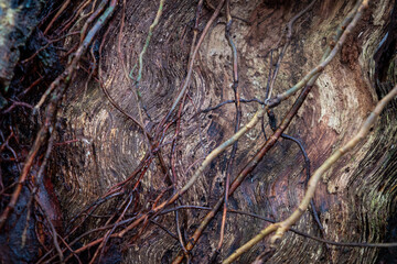natural background of tree bark texture