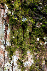 natural background of tree bark texture