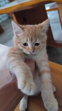 a person's hand holding a cute kitten