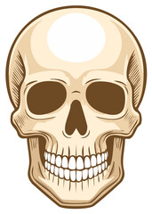 Fototapeta premium Anatomical skull drawing with teeth, eye sockets and nasal cavity showing head bones in graphic outline and cartoon style.