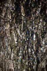 natural background of tree bark texture