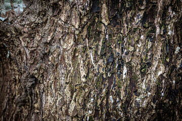 natural background of tree bark texture