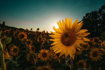 Sonnenblumen im Sonnenblumenfeld mit Sonnenstern