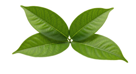 Isolated Leaves