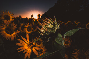Sonnenblumen im Sonnenblumenfeld mit Sonnenstern