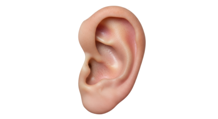 Isolated Ear