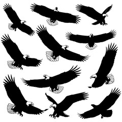 Silhouettes of Birds in Flight Forming Artful Patterns	
