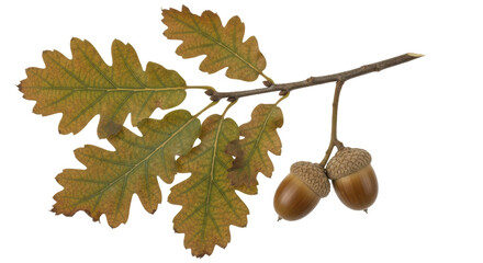 Isolated Oak Branch with Acorns © Niklas