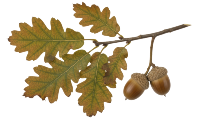 Isolated Oak Branch with Acorns