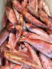 Fresh frozen Mediterranean red mullets (Mullus surmuletus)