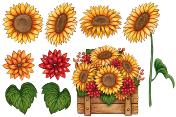 Watercolor hand drawn sunflowers