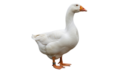 Isolated White Goose