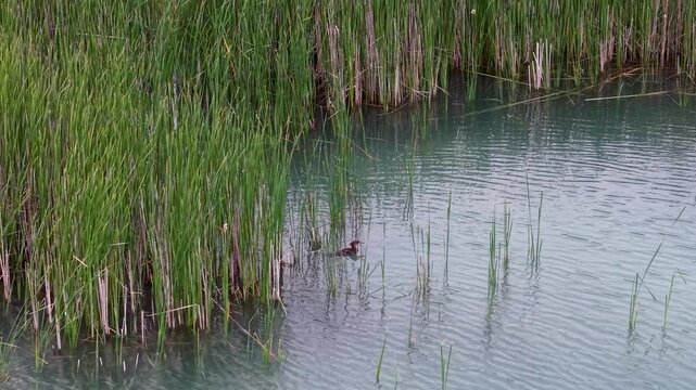 Close-up of green reeds along the shoreline of a tranquil freshwater pond with a merganser swimming through.