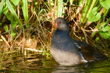 Close-up of a common moorhen (Gallinula chloropus) cleaning its plumage while standing in water