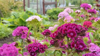 Romantic pink and purple flowers Sweet William growing in garden