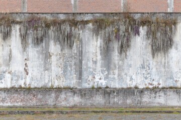 Obraz premium Weathered, overgrown concrete wall