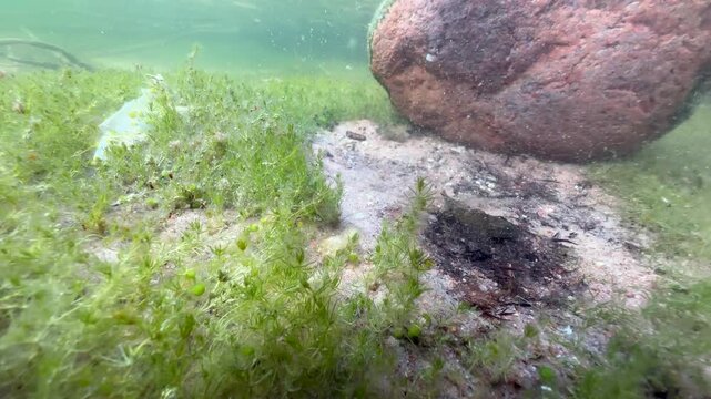 European bullhead (Cottus gobio) under a rock that someone is currently removing. Estonia.
