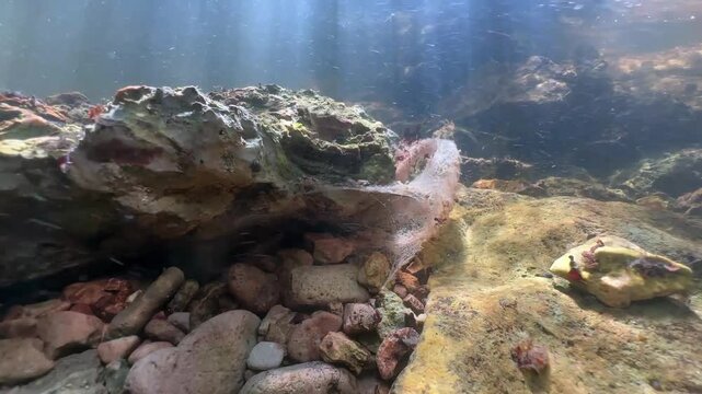 Caddisfly (Trichoptera) larva&rsquo;s silk filtration net attached to rocks in a shallow stream. Estonia.