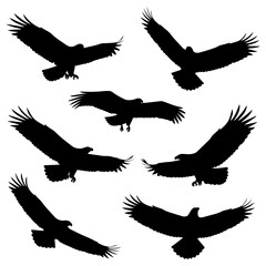 Silhouettes of Birds in Flight Forming Artful Patterns	