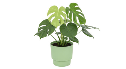 Isolated Monstera