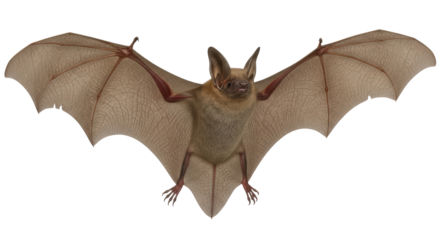 Isolated Bat with Spread Wings