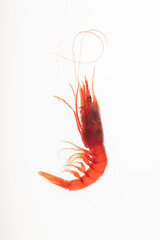 Red shrimp from mazara isolated on white background