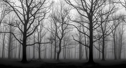 Leafless Trees in Foggy Forest
