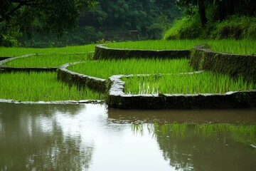 Obraz premium Serene rice terrace landscape with lush greenery and water reflections.