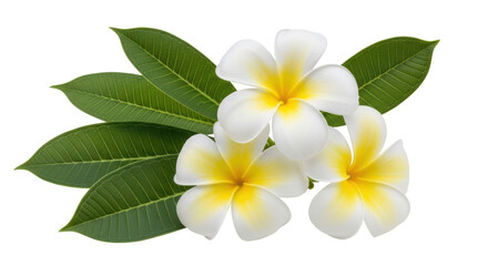 Isolated Plumeria Flowers