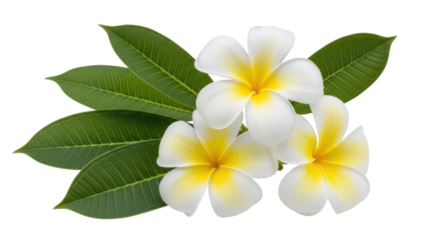 Isolated Plumeria Flowers