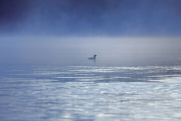 A single bird glides silently over the misty lake in the morning light.