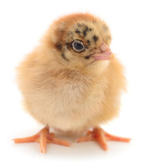 Cute yellow chick standing isolated on white background close up