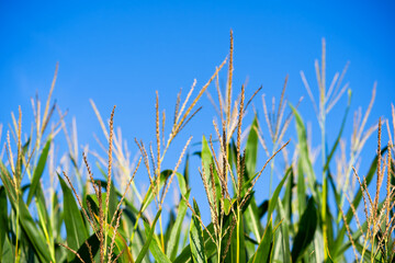 Close-up of corn plants near Swiss Emmen Air Base on a sunny summer day. Photo taken August 25th, 2025, Emmen, Switzerland.