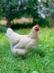  chicken on the faymyard. Rural countryside scene with domestic poultry outdoors on green grass.