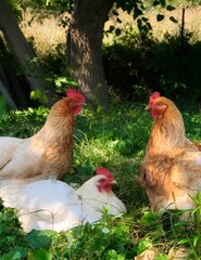  chicken on the faymyard. Rural countryside scene with domestic poultry outdoors on green grass.