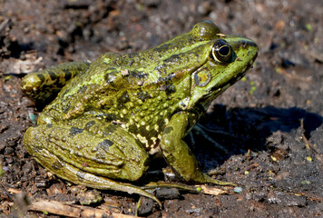 a green water frog is sitting in the mud.
