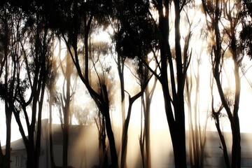 Sunlight filtering through a dense forest