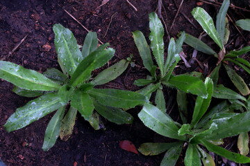 Eryngium foetidum or culantro growing on dark ground in Thailand. Another name Long coriander, Sawtooth coriander or Mexican coriander.