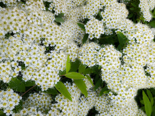 Close-up spiraea flowers at spring. Selective focus with shallow depth of field.