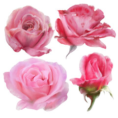 Set with flowers. Rose. Watercolor illustration. Hand drawn.