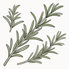 Fototapeta premium Four sprigs of rosemary with green leaves and grey stems on a white background herb spice