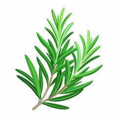 Fototapeta premium Green rosemary sprigs with detailed leaves on a white background herb spice