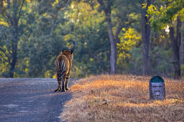 Conceptual Wildlife Conservation Photo of Endangered Tiger Walking Towards Extinction